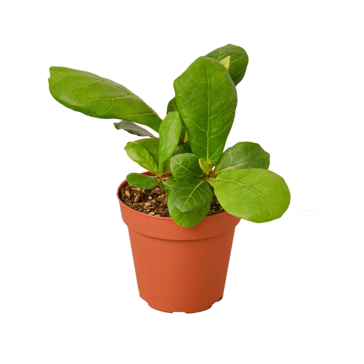 Fiddle Leaf Fig — 4-Inch Nursery Pot