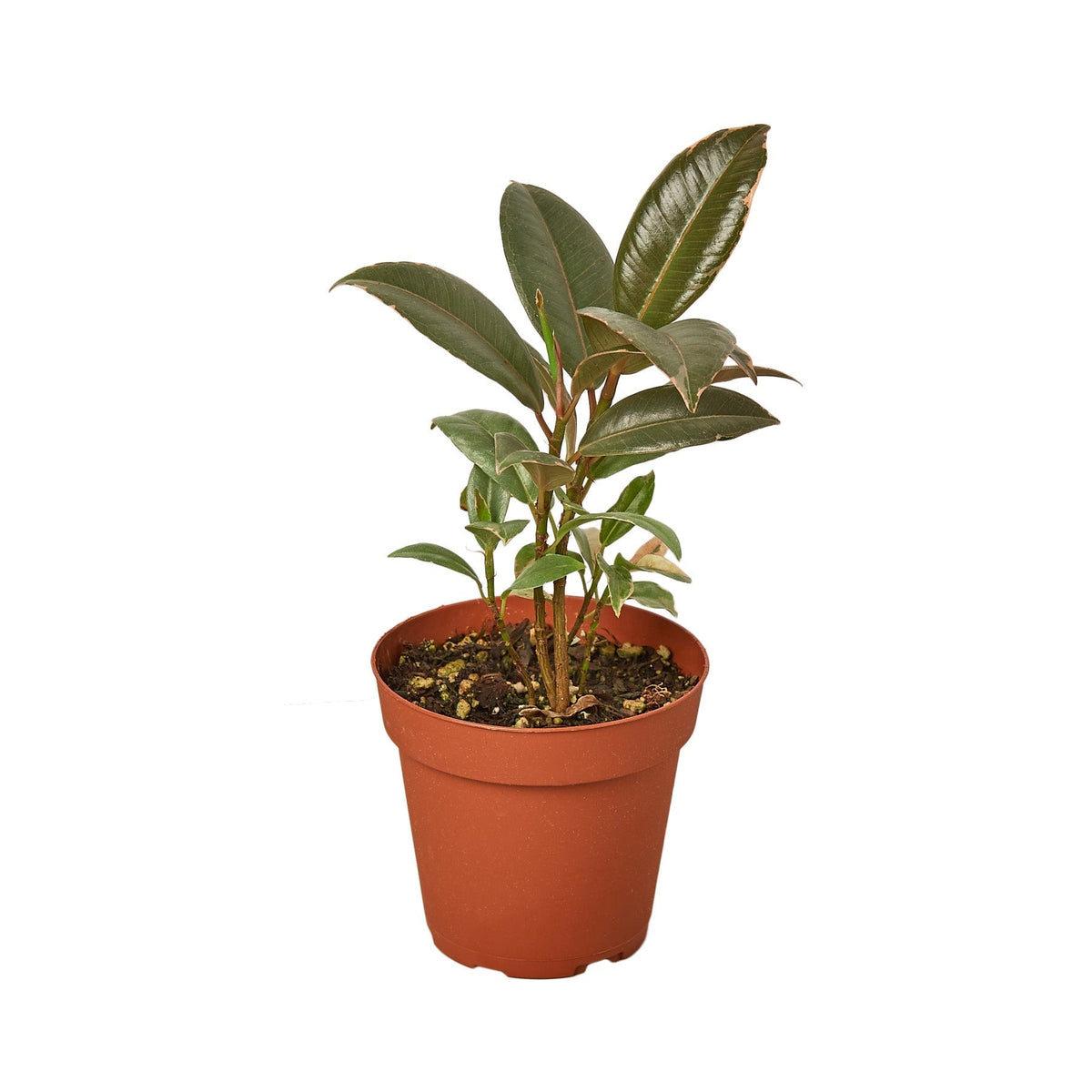 Ficus Tineke — 4-Inch Nursery Pot