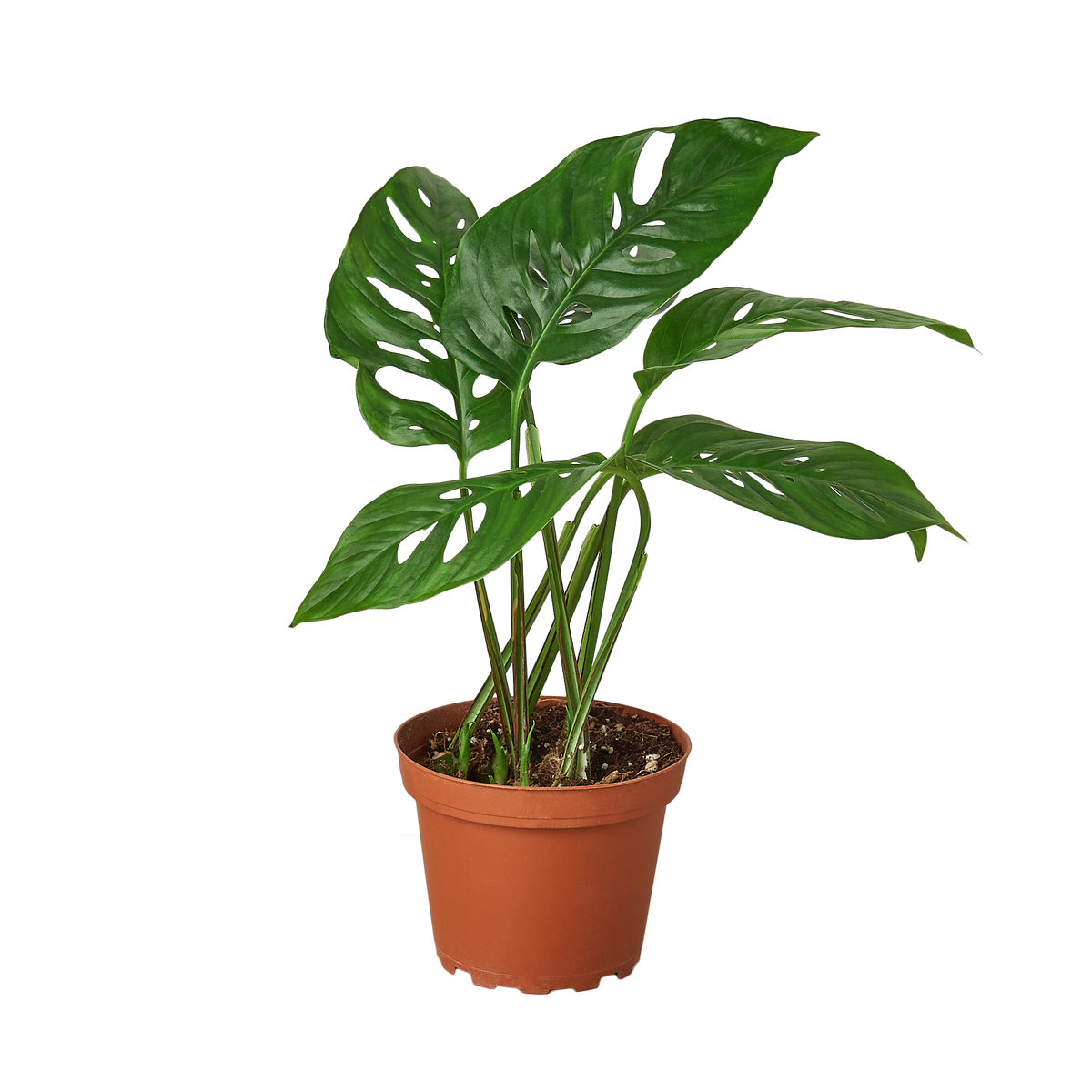 Swiss Cheese Monstera — 4-Inch Nursery Pot