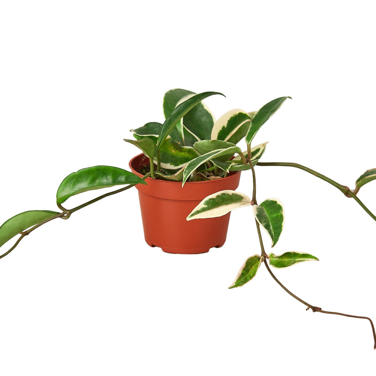 Hoya ‘Tricolor’ — 4-Inch Nursery Pot