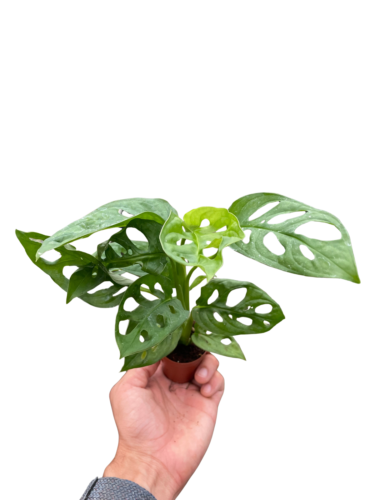 Monstera Adansonii 'Swiss Cheese'