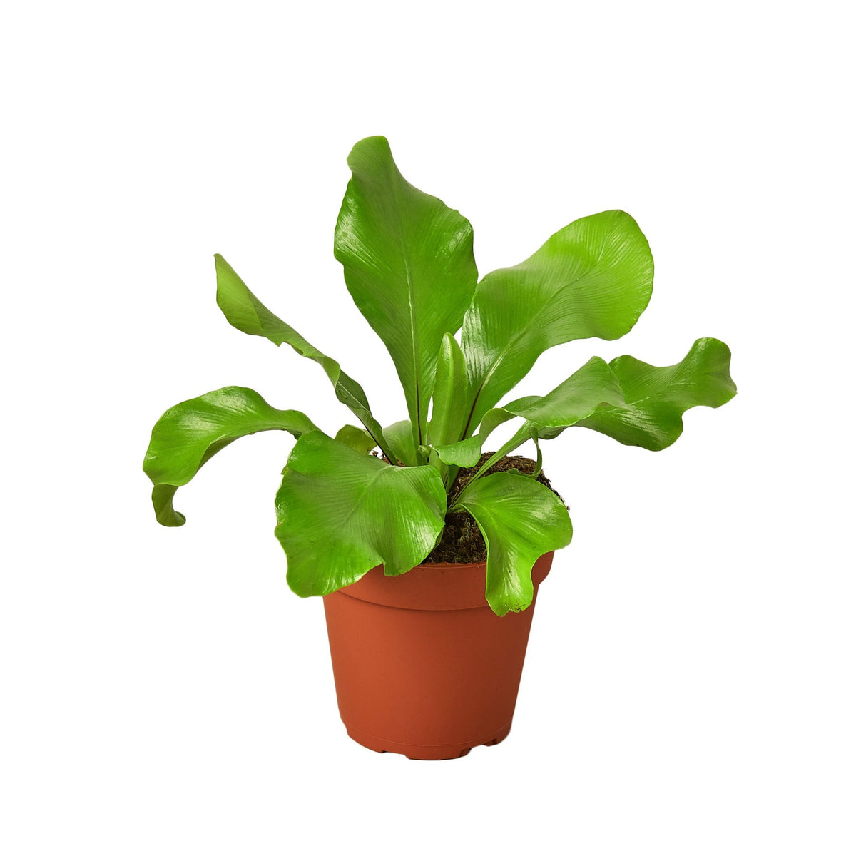 Bird’s-Nest Fern — 4-Inch Nursery Pot