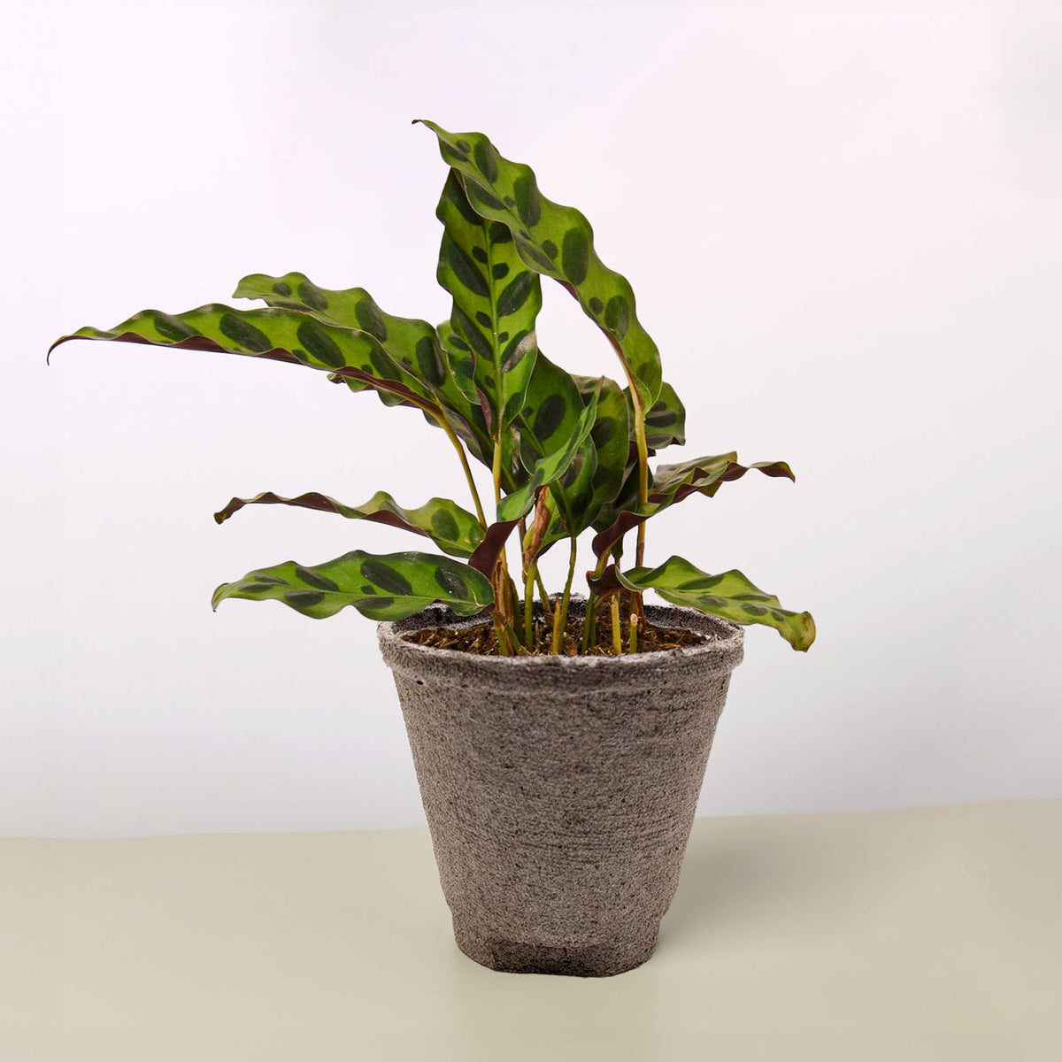 Calathea Lancifolia 'Rattlesnake'