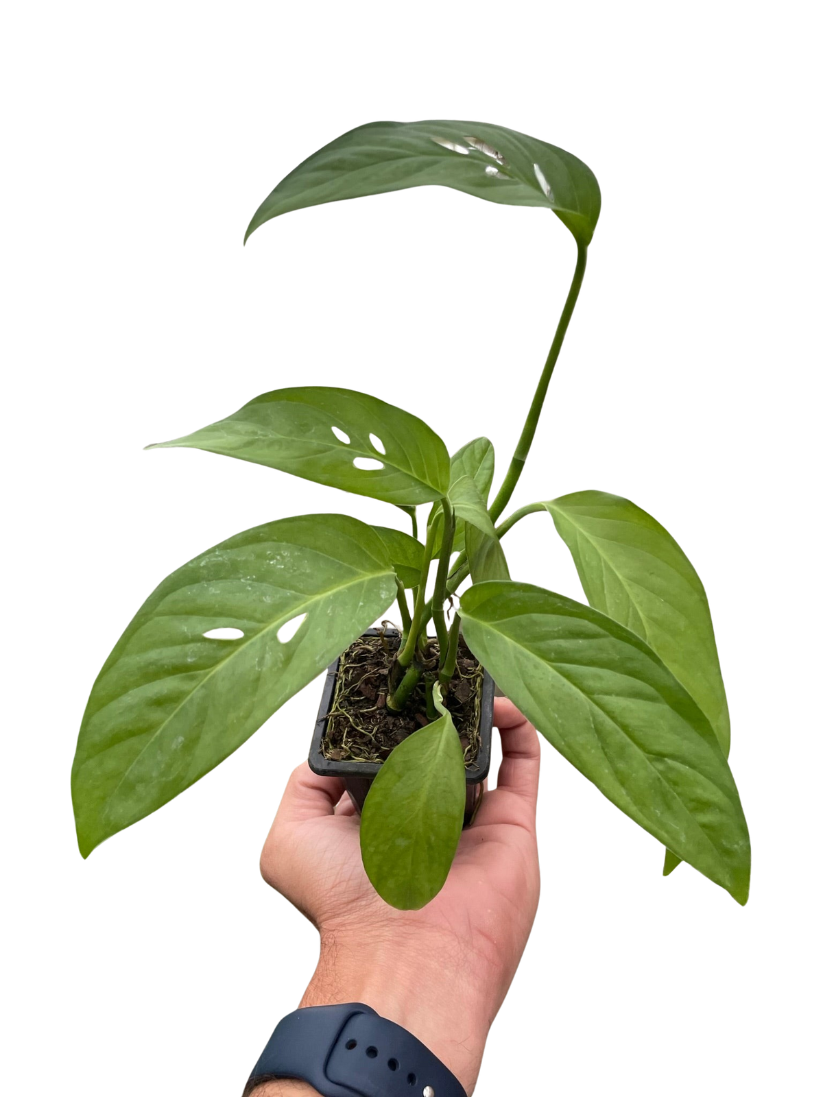 Monstera Adansonii 'Swiss Cheese'