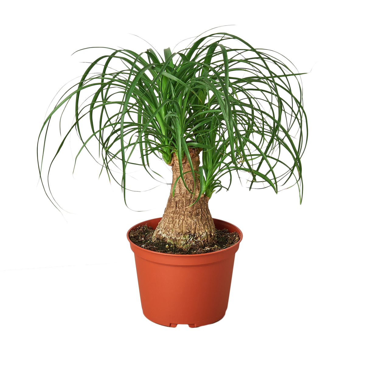 Ponytail Palm — 6-Inch Nursery Pot