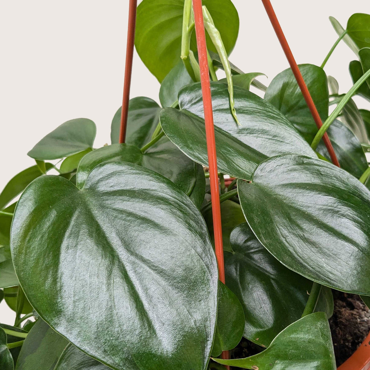 Philodendron Cordatum Heartleaf