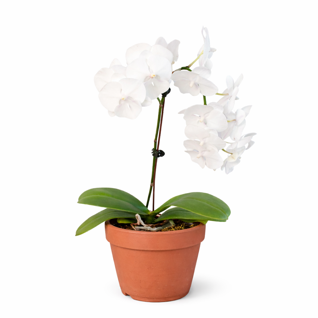 Orchid 'White Phalaenopsis'