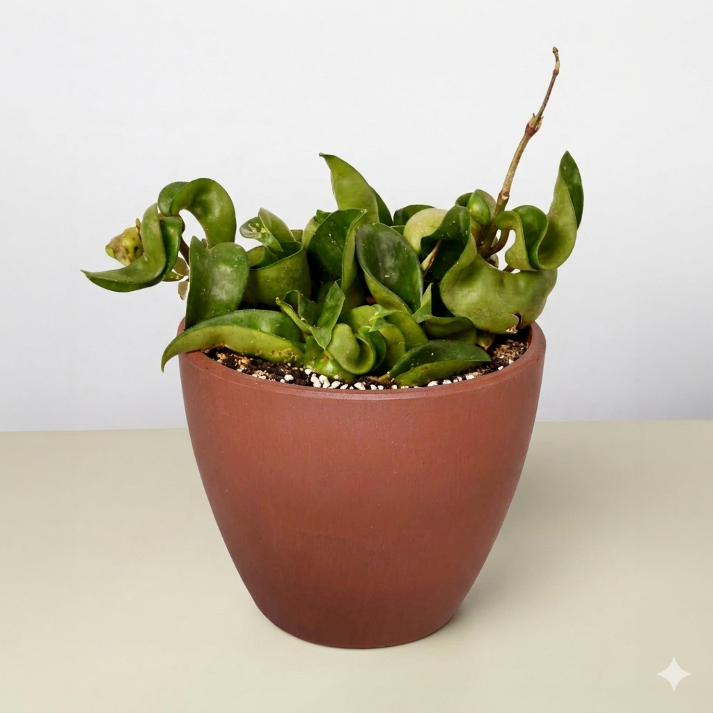 Hoya Rope Plant