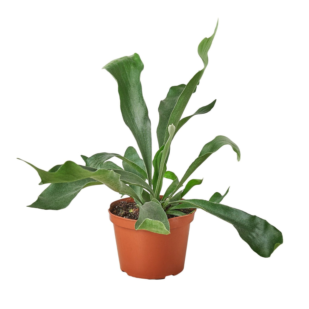 Staghorn Fern — 6-Inch Nursery Pot