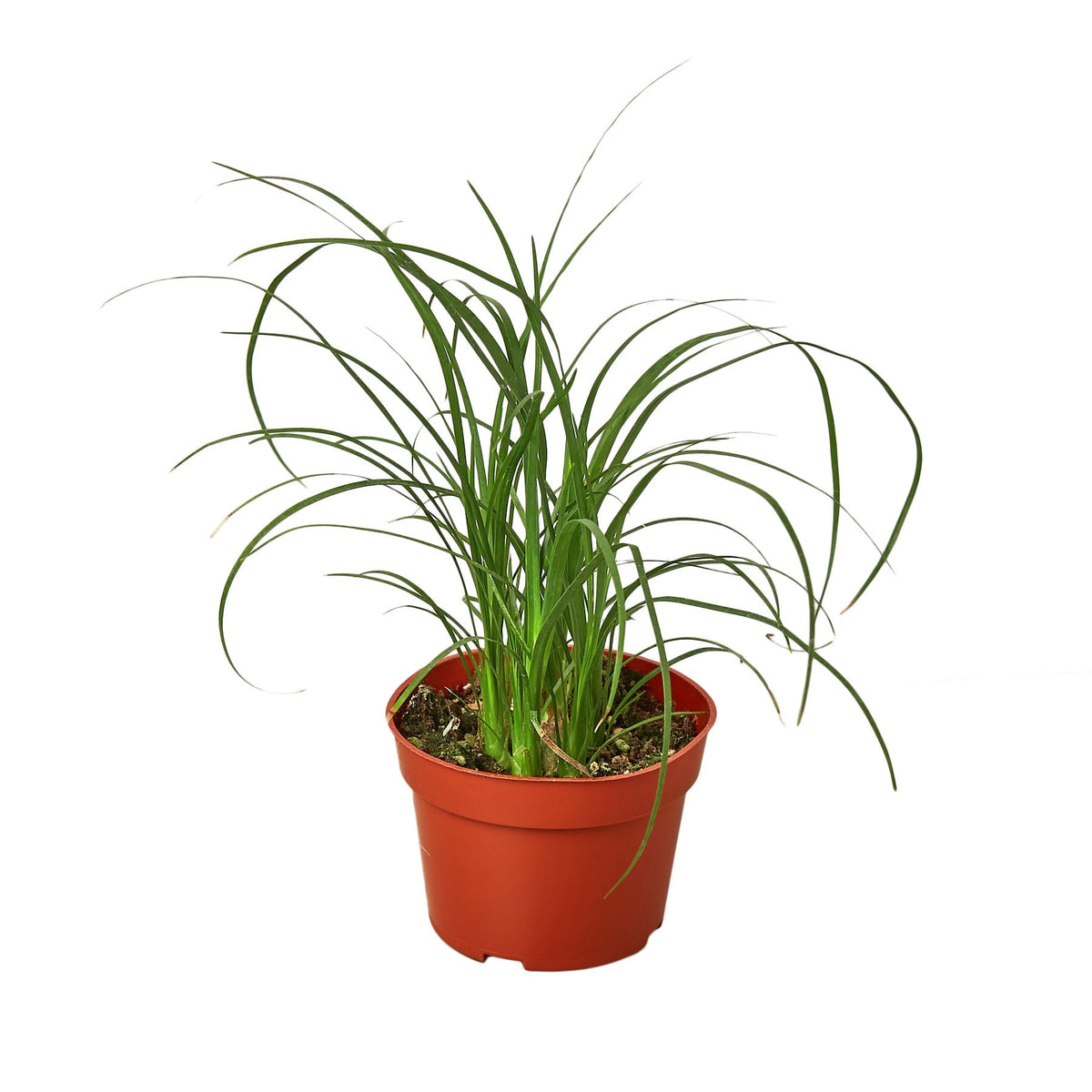Ponytail Palm — 4-Inch Nursery Pot