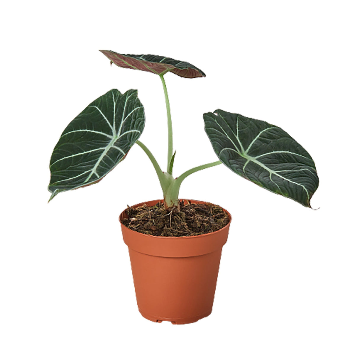 Alocasia Black Velvet — 4-Inch Nursery Pot