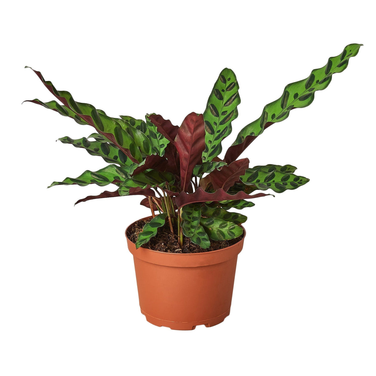 Rattlesnake Calathea — 6-Inch Nursery Pot