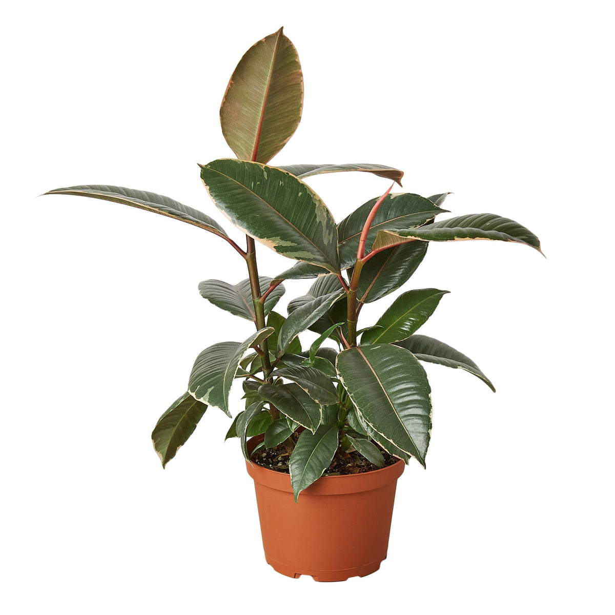 Ficus Tineke — 4-Inch Nursery Pot