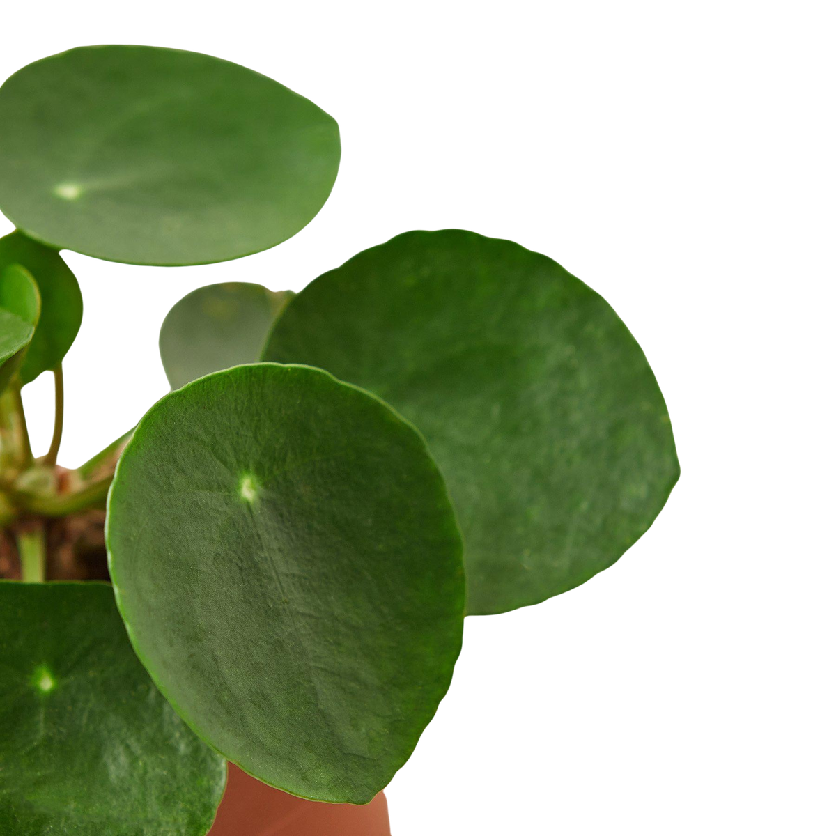 Pilea Peperomioides 'Chinese Money'