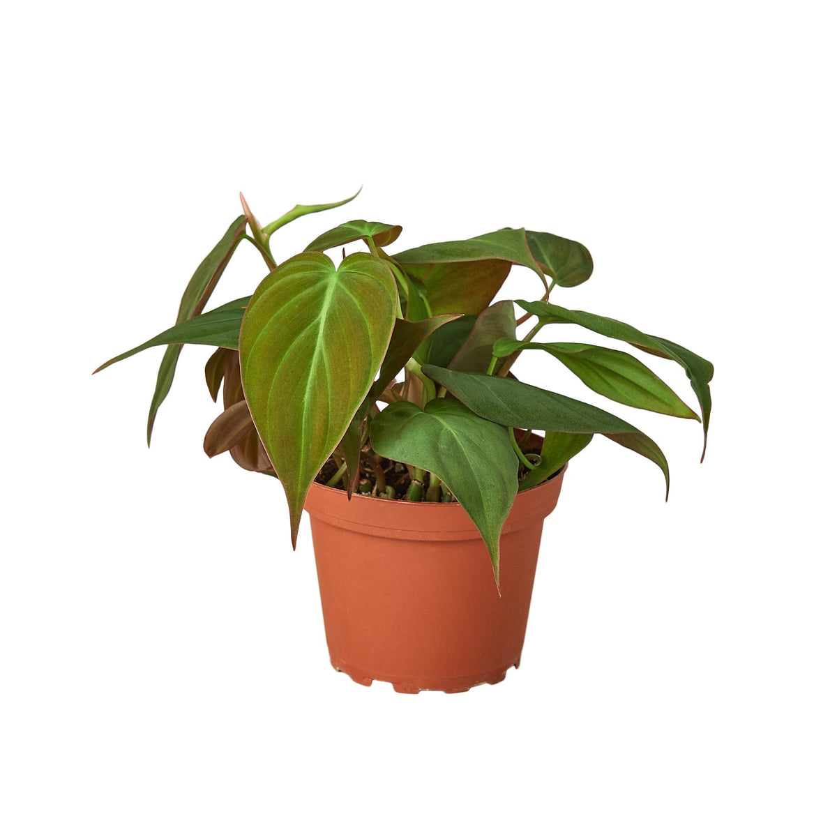 Velvet Philodendron — 4-Inch Nursery Pot