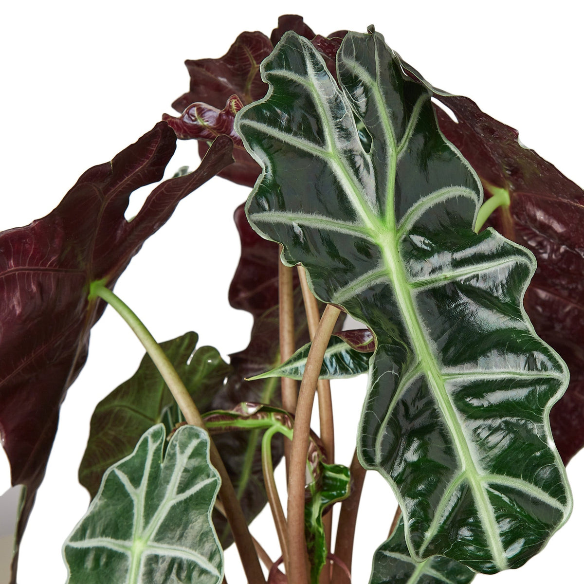 Alocasia African Mask — 4-Inch Nursery Pot