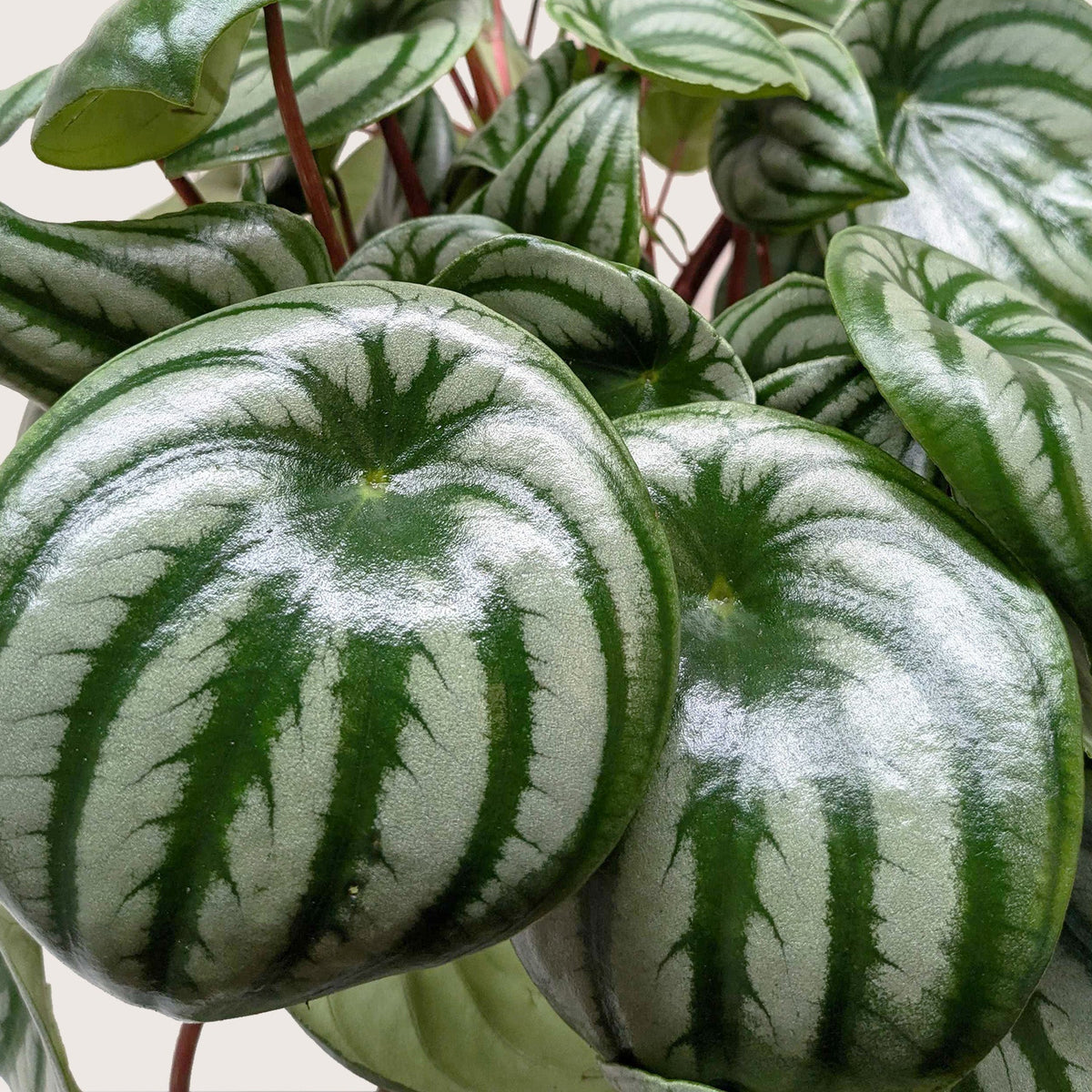 Peperomia Watermelon