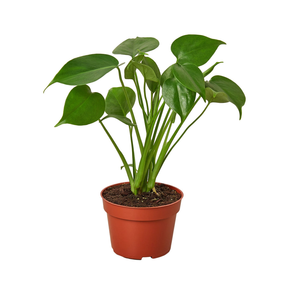 Monstera Deliciosa — 4-Inch Nursery Pot