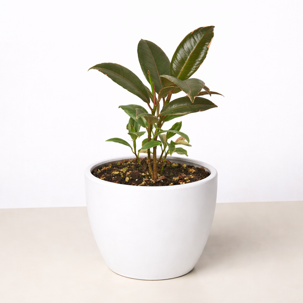Ficus Elastica 'Tineke'