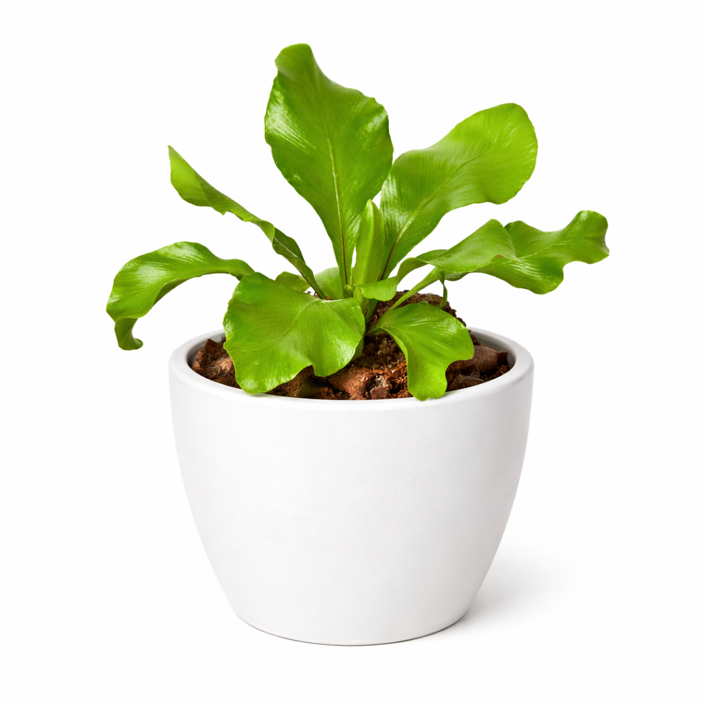 Bird's Nest 'Nidus' Fern