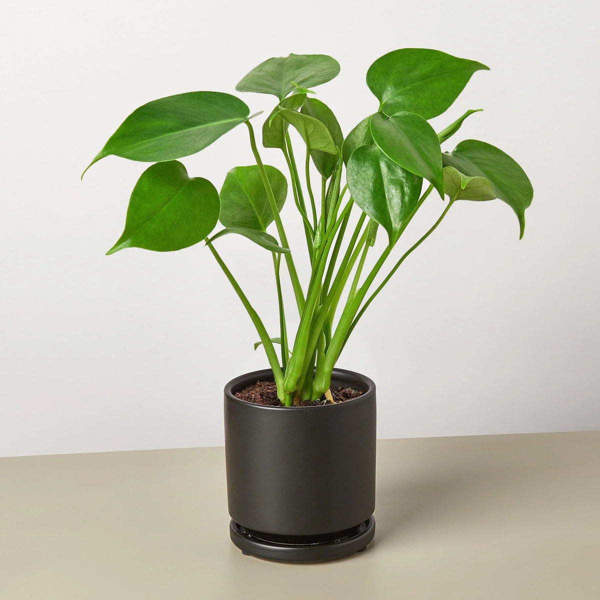 Monstera Deliciosa