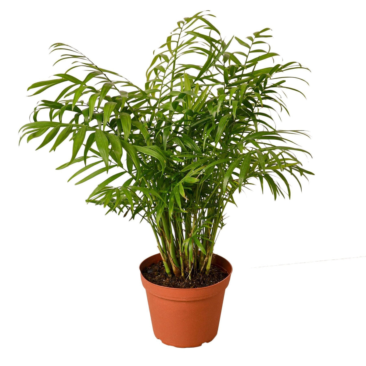 Parlor Palm — 6-Inch Nursery Pot