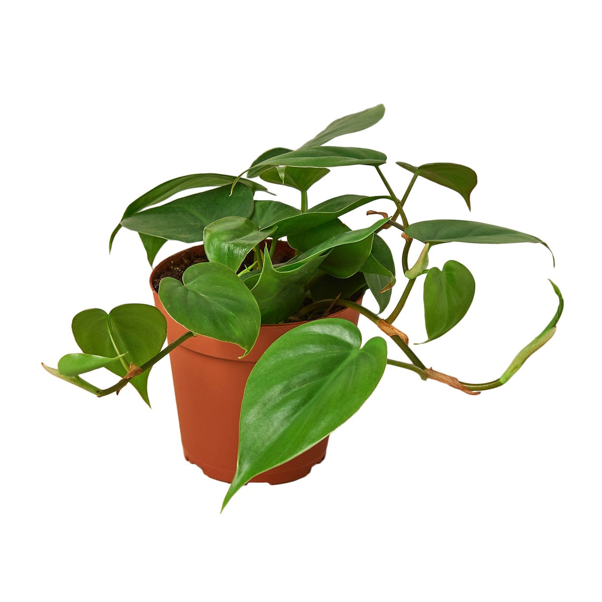 Heartleaf Philodendron — 4-Inch Nursery Pot