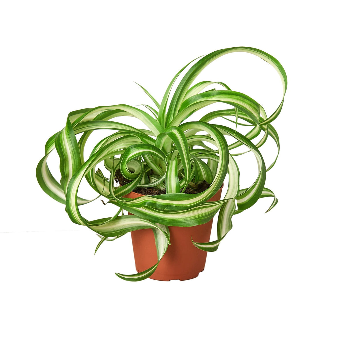 Curly Spider Plant ‘Bonnie’ — 4-Inch Nursery Pot