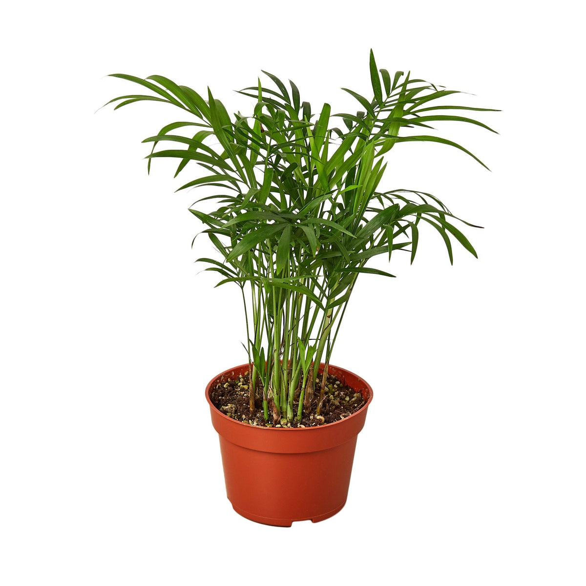Parlor Palm — 4-Inch Nursery Pot